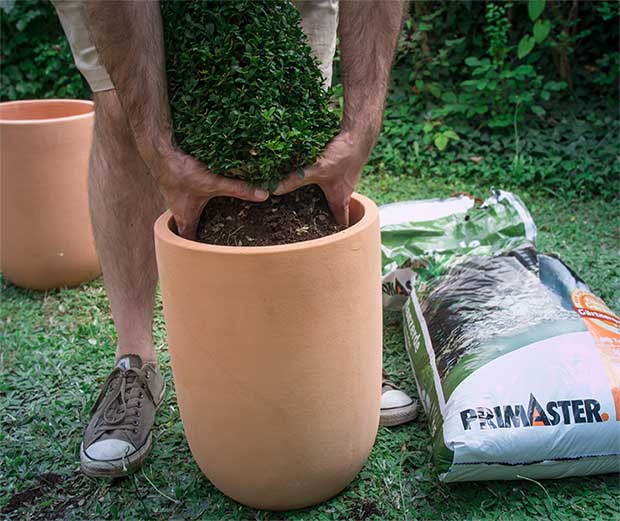 Gartenbank Strauch einpflanzen