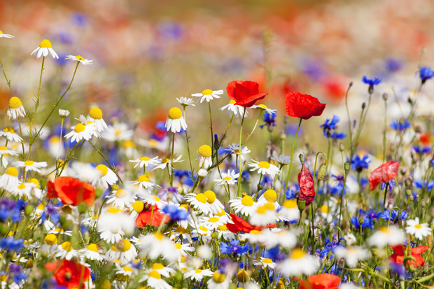 Bienenschutz-Wildblumen