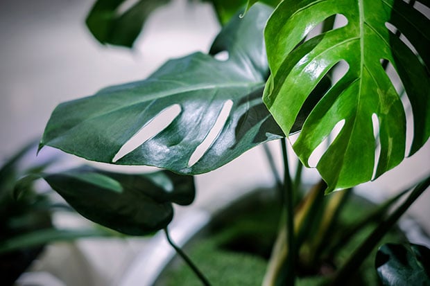 Urban Jungle Monstera