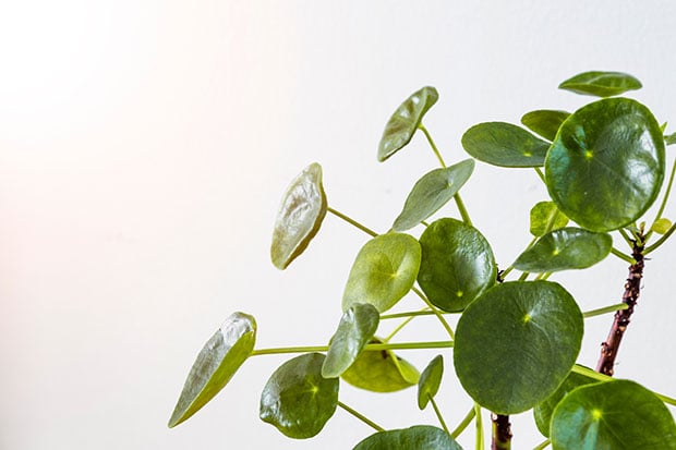 Urban Jungle Pilea