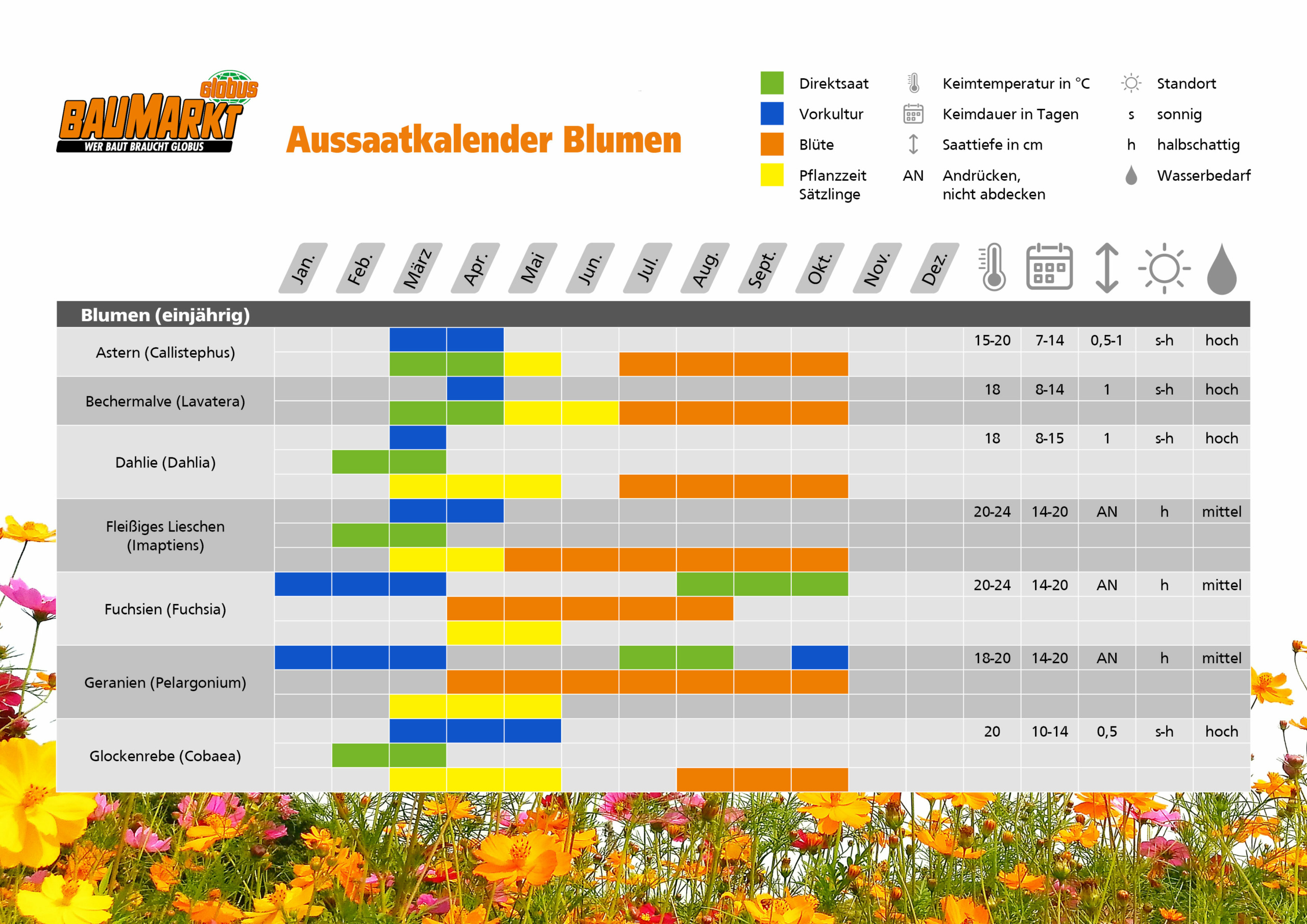 Balkonblumen Pflanzen Und Pflegen I Gobus Baumarkt