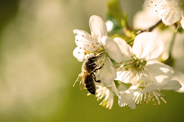 Obstbaeume Befruchtung