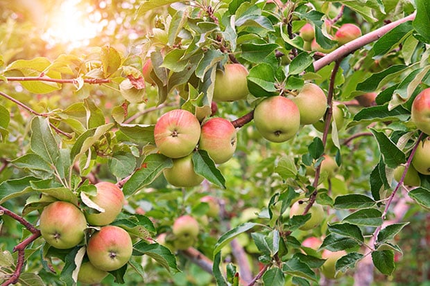 Obstbäume pflanzen und pflegen I BAUMARKT GLOBUS