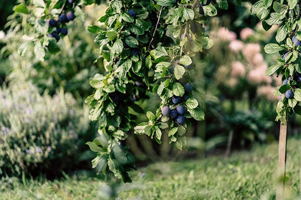 Obstbaume Standort