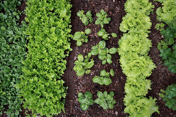 Gemüsegarten planen