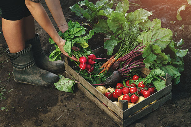 Gemüsegarten Ernte