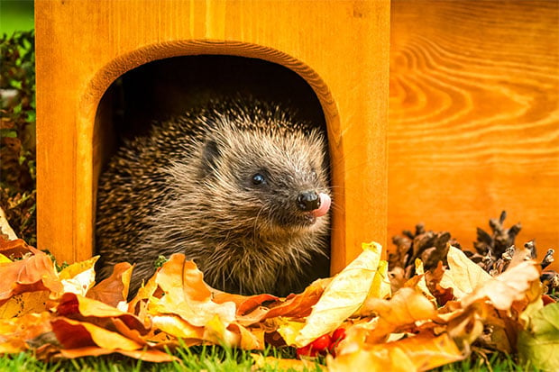 Igel am Igelhaus