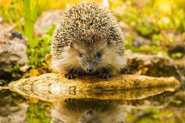 Igel am Wasser