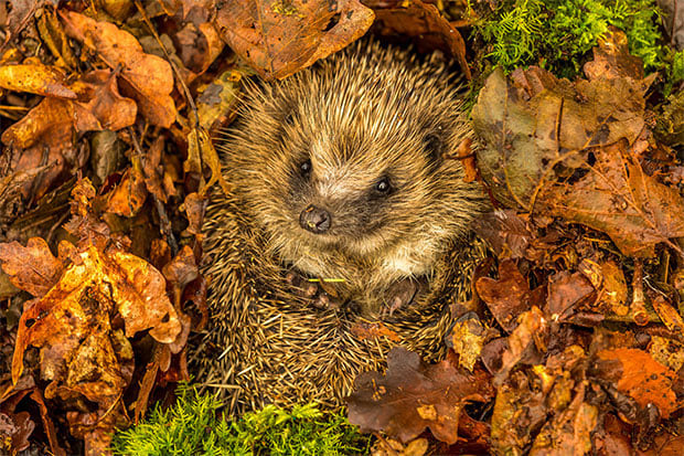 Igel im Laub