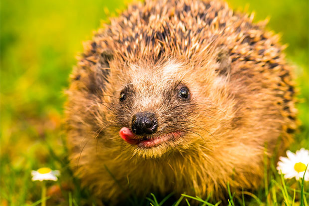 Igel mit Zunge