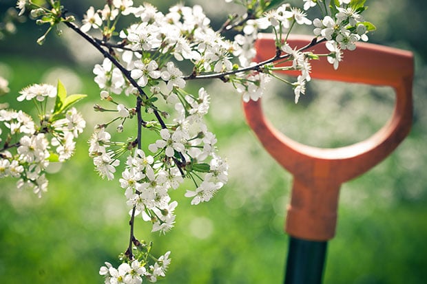 Garten im Frühling