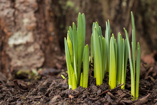 Garten im Frühling Blumenzwiebel