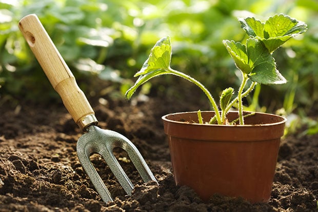 Garten im Frühling Setzlinge