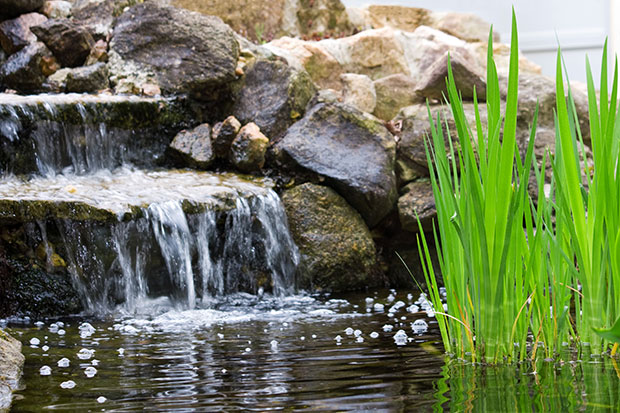 Garten im Frühling Teich