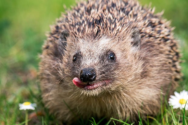 Tiere im Garten im Frühling