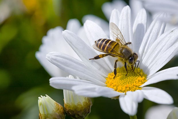 Balkonblumen Bienen