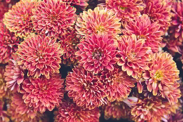 Balkonblumen Chrystantheme