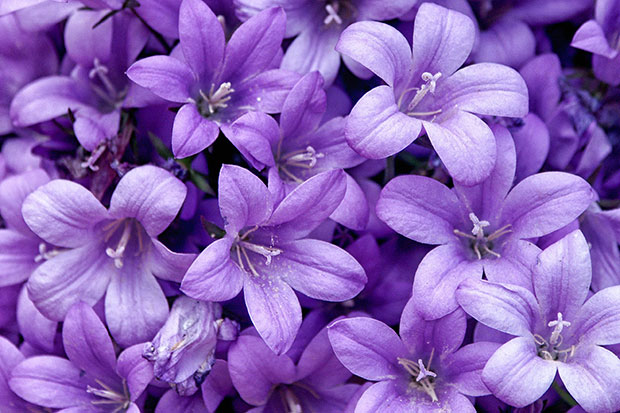 Balkonblumen Glockenblumen