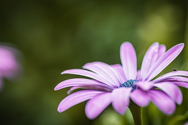 Balkonblumen Kapkörbchen