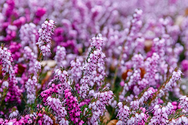 Balkonblumen Winterheide