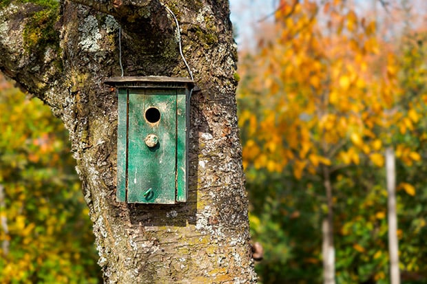 Garten im Herbst Nützlinge