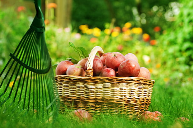 Garten im Herbst Obsternte