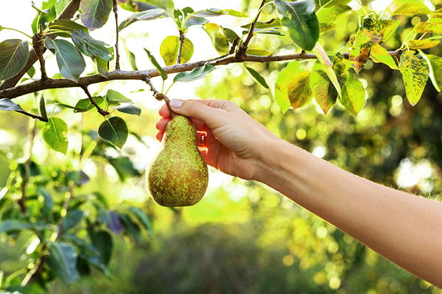 Garten im Sommer Obstgarten