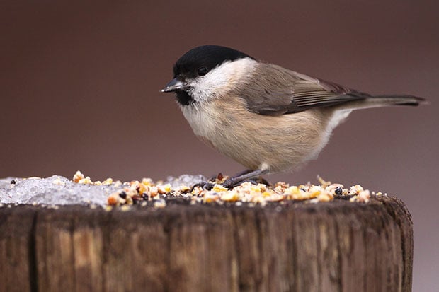 Vogelfütterung