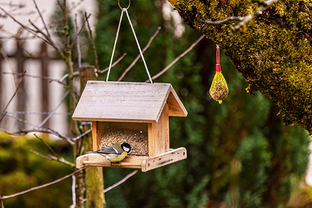 Vogelfütterung Pflege