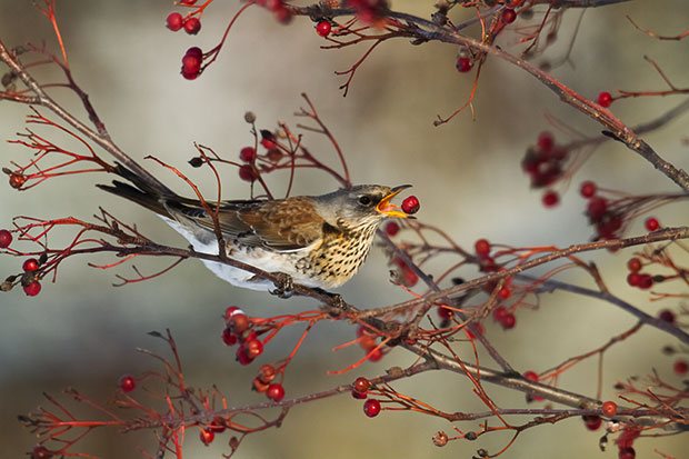 Vogelfütterung Weichfutter