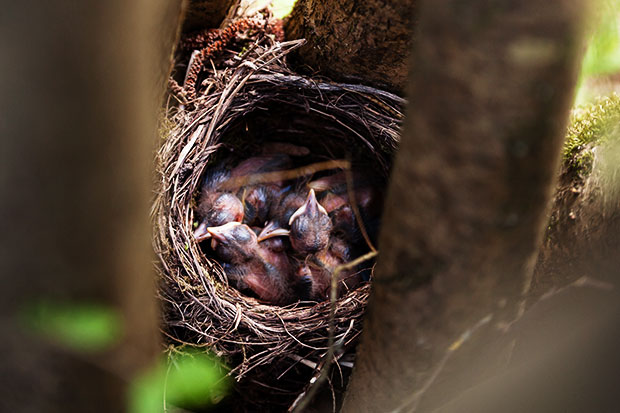 Vogelfütterung Zeitpunkt