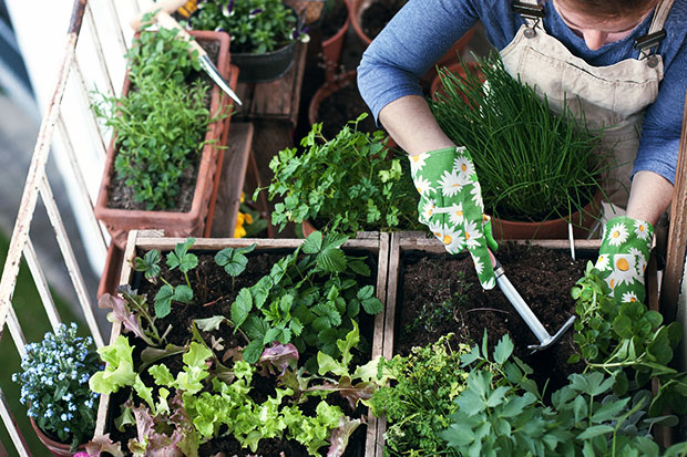 Urban Gardening