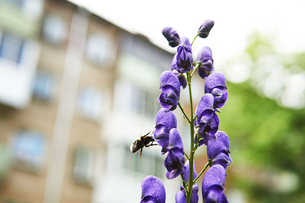 Urban Gardening bienenfreundlicher Garten