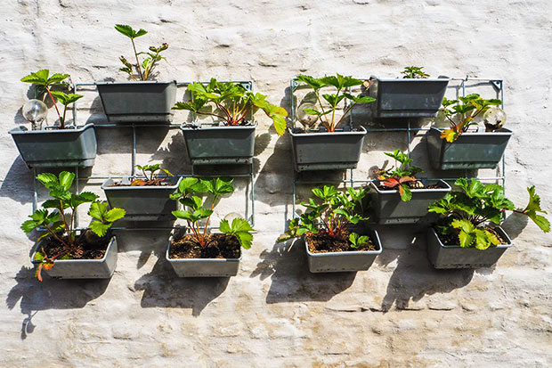 Urban Gardening sonniger Garten