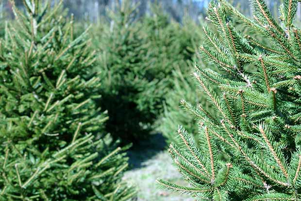 Weihnachtsbaum pflegen: so bleibt er lange frisch!