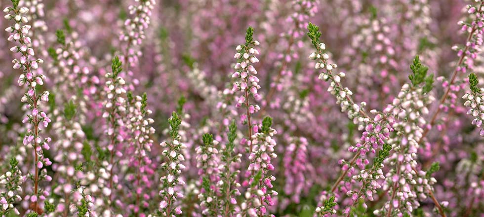 Herbstpflanzen-Garten_Calluna vulgaris Annabel_Besenheide