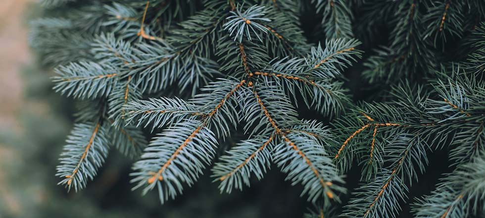 weihnachtsbaum-pflegen_blaufichte