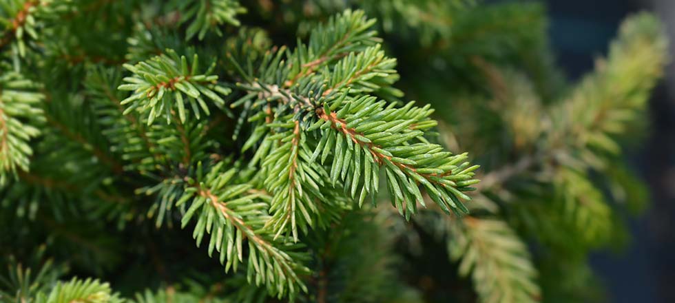 weihnachtsbaum-pflegen_serbische-fichte