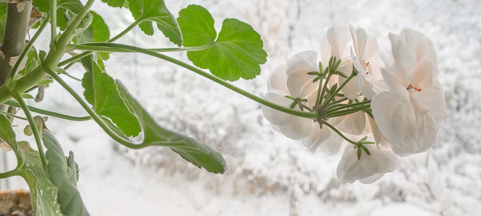 winterfeste-pflanzen_balkon_Storchschnabel