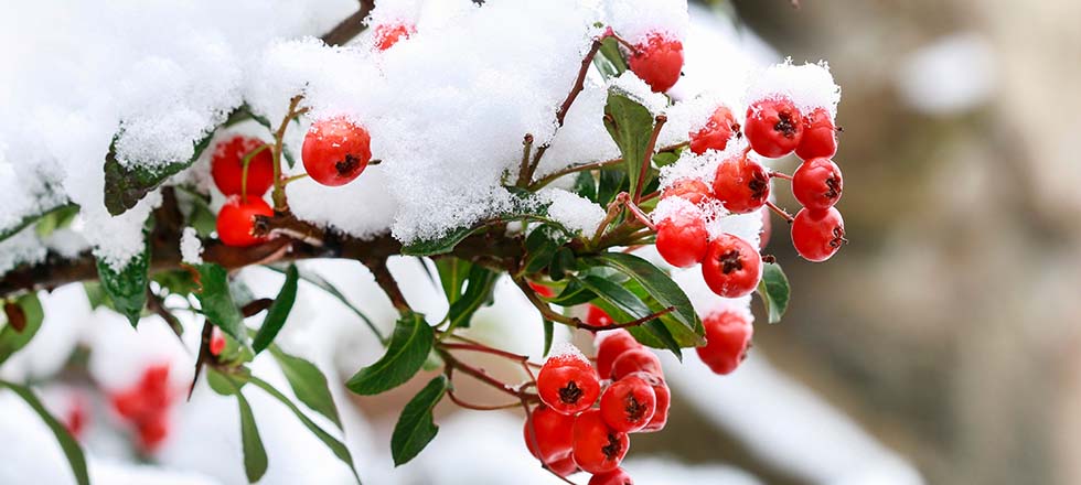 winterfeste-pflanzen_kuebelpflanzen_zwergmispel