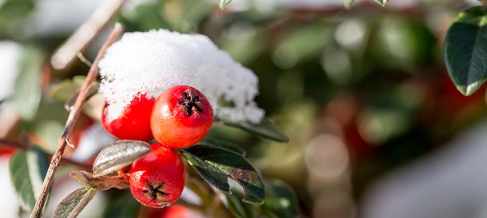 winterfeste-pflanzen_terrasse_Scheinbeere