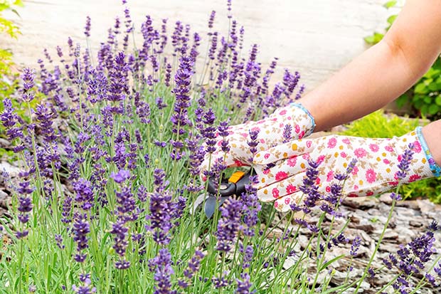 Lavendel pflanzen pflegen zurückschneiden