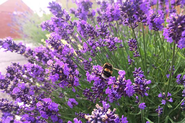 Lavendel pflanzen Sorten