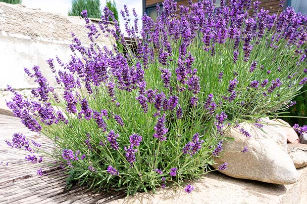 Lavendel pflanzen Standort