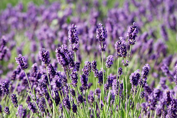 Lavendel pflanzen