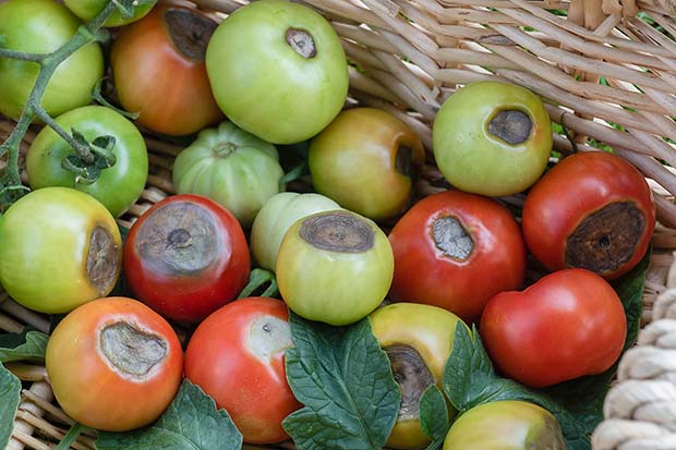 Tomaten anpflanzen Krankheiten Schädlinge