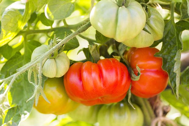 Tomaten anpflanzen Sorten Arten