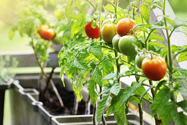 Tomaten anpflanzen Standort