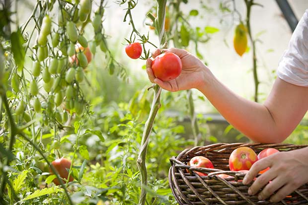 Tomaten anpflanzen ernten
