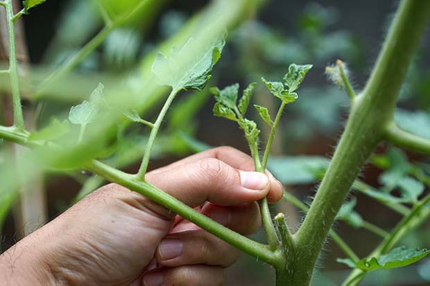 Tomaten anpflanzen pflegen ausgeizen